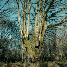 Brais Ninguén & Couto90 - Roots & Shadows