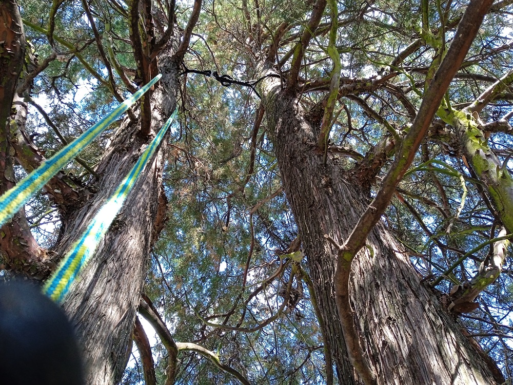 Home Verde