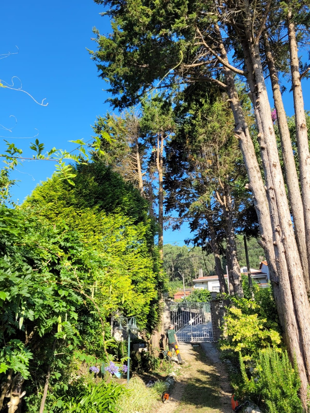 Home Verde
